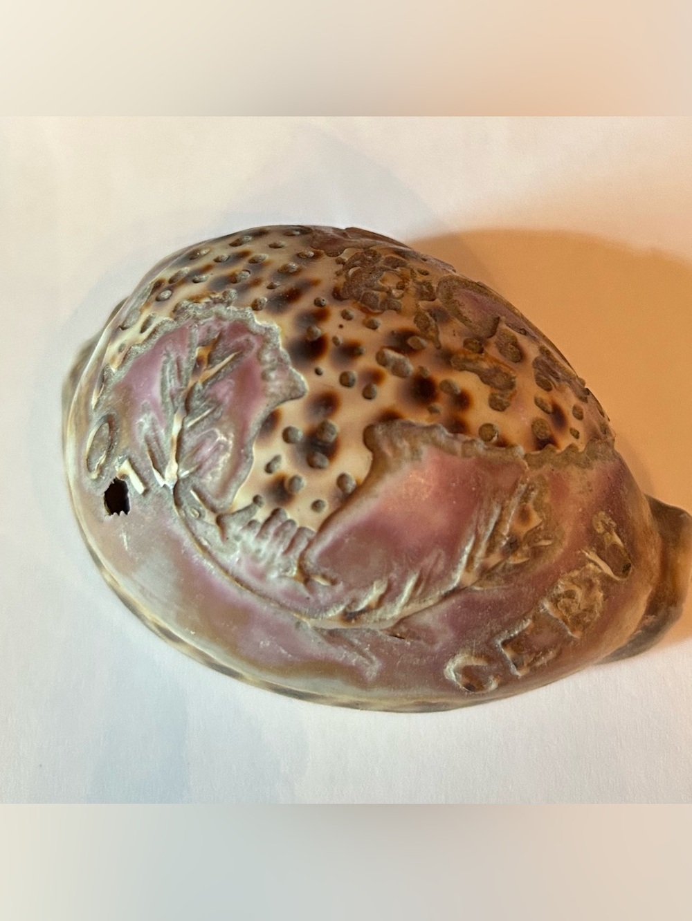Purple and Cream Shell